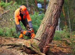 Best Storm Damage Tree Cleanup  in Winter Garden, FL